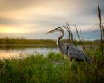 Arthur R. Marshall Loxahatchee National Wildlife Refuge - Photo Credit: Photo by Richard Sagredo on Unsplash