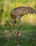 Arthur R. Marshall Loxahatchee National Wildlife Refuge - Photo Credit: Photo by Richard Sagredo on Unsplash