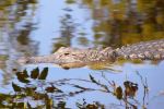 Wakodahatchee Wetlands - Photo Credit: Photo by Jeffrey Eisen on Unsplash