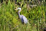 Wakodahatchee Wetlands - Photo Credit: Photo by Jeffrey Eisen on Unsplash