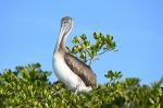 Pelican at Estero Bay - Photo Credit: Photo by J Dean on Unsplash