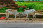  Photo Credit: Photo by Kankon Biswas on Unsplash