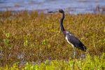 Tri-color heron - Photo Credit: Photo by Joshua J. Cotten on Unsplash