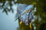 Tricolored Heron - Photo Credit: Photo by Aleksandar Popovski on Unsplash