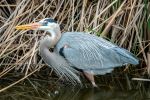 Great Blue Heron - Photo Credit: Photo by Aleksandar Popovski on Unsplash