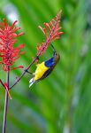 Sunbird - Photo Credit: Photo by David Clode on Unsplash