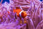 Clown Anemonefish at the Cairns Aquarium - Photo Credit: Photo by David Clode on Unsplash