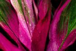 Hawaiian Ti plant at Cairns Botanic Gardens - Photo Credit: Photo by David Clode on Unsplash