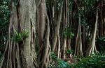 Rubber tree in Redlynch - Photo Credit: Photo by David Clode on Unsplash