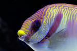 Bluelined Rabbitfish at the Cairns Aquarium - Photo Credit: Photo by David Clode on Unsplash