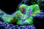 Lime green coral at the Cairns aquarium - Photo Credit: Photo by David Clode on Unsplash