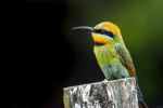Rainbow Bee-eater - Photo Credit: Photo by David Clode on Unsplash
