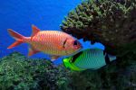 Squirrelfish (left) and a Lined Butterflyfish at Cairns Aquarium - Photo Credit: Photo by David Clode on Unsplash