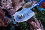 Blue-spotted ray at Cairns Aquarium - Photo Credit: Photo by David Clode on Unsplash
