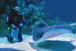 Cairns Aquarium - Photo Credit: Photo by David Clode on Unsplash