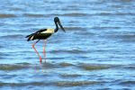Jabiru or Black-necked stork - Photo Credit: Photo by David Clode on Unsplash