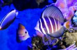 Sailfin Tang at the Cairns Aquarium - Photo Credit: Photo by David Clode on Unsplash