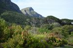 Kirstenbosch National Botanical Garden - Photo Credit: Photo by Tanya Paquet on Unsplash