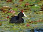 Red-knobbed Coot - Photo Credit: Photo by Hongbin on Unsplash