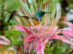 Orange-breasted Sunbird at Kirstenbosch National Botanical Garden - Photo Credit: Photo by Hongbin on Unsplash