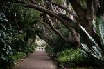 Kirstenbosch National Botanical Garden - Photo Credit: Photo by Joshua Kettle on Unsplash