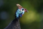 Helmeted Guineafowl - Photo Credit: Photo by Johan Schultz on Unsplash