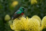 Kirstenbosch National Botanical Garden - Photo Credit: Photo by Simon Caminada on Unsplash