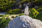 Boulders Beach - Photo Credit: Photo by Martijn Vonk on Unsplash