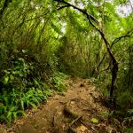Sabas Nieves in El Ávila National Park - Photo Credit: Photo by Edgardo Ibarra on Unsplash