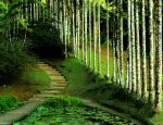 Jardin de Balata - Photo Credit: Photo by Weronika on Unsplash