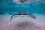 Stingray - Photo Credit: Photo by Kinø on Unsplash