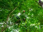Parrots - Photo Credit: Photo by Ryk Porras on Unsplash