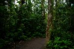 Manoa Falls Trail - Photo Credit: Photo by Walter Martin on Unsplash