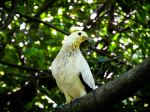 KL Bird Park, Perdana Botanical Gardens - Photo Credit: Photo by Ira on Unsplash