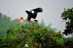 Painted stork - Photo Credit: Photo by Srinivasan Venkataraman on Unsplash