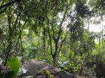 Barbarons Forest - Photo Credit: Photo by Datingjungle on Unsplash