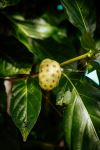 Noni Fruit - Photo Credit: Photo by Localize on Unsplash