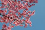 Nagasaki Peace Park - Photo Credit: Photo by Stefan K on Unsplash