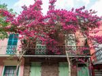 Crepe myrtle tree - Photo Credit: Photo by Mary Hammel on Unsplash