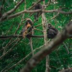 Penang Botanical Gardens - Photo Credit: Photo by James Thornton on Unsplash