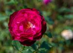 International Rose Test Garden - Photo Credit: Photo by Richard Hedrick on Unsplash
