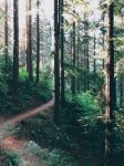Wildwood Trail - Photo Credit: Photo by Nick de Partee on Unsplash