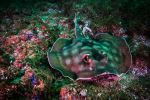 Stingray - Photo Credit: Photo by Francisco Jesús Navarro Hernández on Unsplash