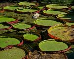 Jardin Botânico - Photo Credit: Photo by Edgardo Ibarra on Unsplash
