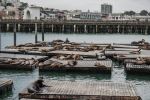 Pier 39 - Photo Credit: Photo by Tadeja Pavšič on Unsplash