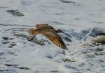 Long-billed Curlew, Marshall's Beach - Photo Credit: Photo by Tyke Jones on Unsplash
