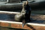 Pier 39 - Photo Credit: Photo by Kayl Photo on Unsplash