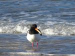 Oystercatcher - Photo Credit: Photo by Karol Male on Unsplash