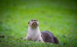 smooth-coated otter - Photo Credit: Photo by Udara Karunarathna on Unsplash