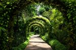 Singapore Botanic Gardens - Photo Credit: Photo by Simon Wiedensohler on Unsplash